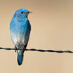 Mountain Bluebird